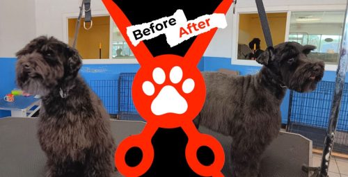Dog-groomer-albuquerque-nm-alpha-dog-pet-grooming-before-and-after-9-1-2025-6