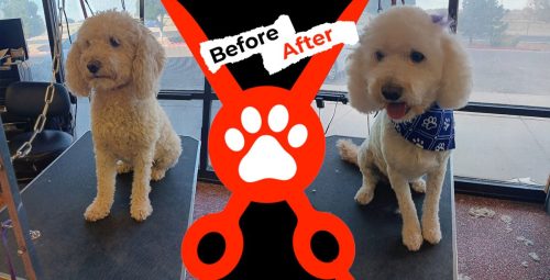 Dog-groomer-albuquerque-nm-alpha-dog-pet-grooming-before-and-after-9-1-2025-7