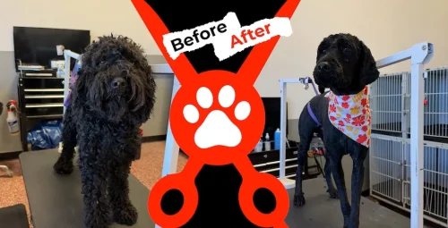 Dog-groomer-albuquerque-nm-alpha-dog-pet-grooming-before-and-after-9-28-26-00001