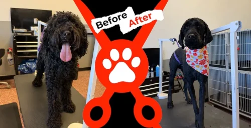 Dog-groomer-albuquerque-nm-alpha-dog-pet-grooming-before-and-after-9-28-26-00002