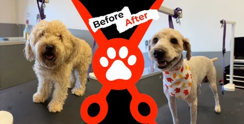 Dog-groomer-albuquerque-nm-alpha-dog-pet-grooming-before-and-after-9-28-26-00003