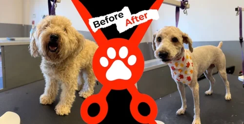 Dog-groomer-albuquerque-nm-alpha-dog-pet-grooming-before-and-after-9-28-26-00004