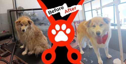 Dog-groomer-albuquerque-nm-alpha-dog-pet-grooming-before-and-after-9-29-2025-1