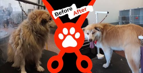 Dog-groomer-albuquerque-nm-alpha-dog-pet-grooming-before-and-after-9-29-2025-2