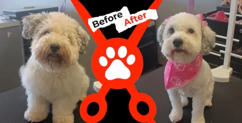 dog-groomer-albuquerque-nm-alpha-dog-pet-grooming-before-and-after-8-17-26-1