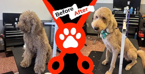dog-groomer-albuquerque-nm-alpha-dog-pet-grooming-before-and-after-8-17-26-2