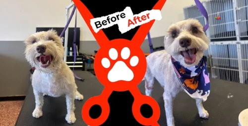 dog-groomer-albuquerque-nm-alpha-dog-pet-grooming-before-and-after-8-17-26-3