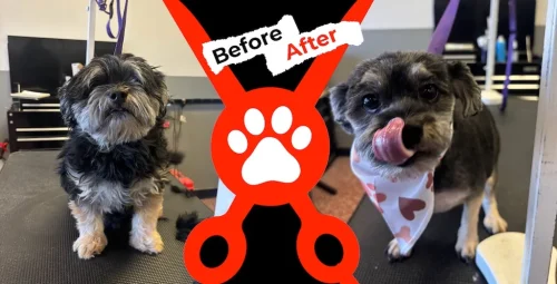 dog-groomer-albuquerque-nm-alpha-dog-pet-grooming-before-and-after-8-17-26-4