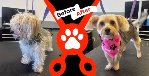 dog-groomer-albuquerque-nm-alpha-dog-pet-grooming-before-and-after-8-17-26-5